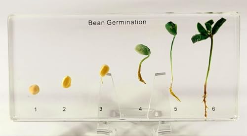 Image of Bean Germination in 6.3 inch Crystal Clear Lucite Resin Paperweight Block Botanist Herb Crafts Collection for Botany Science Education & Desk Ornament Display Decor Specimen