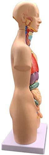 Menschliches Torso-Modell, der Menschen Organs- Menschlicher Torso Körper Artikelnummer- Anatomie Anatomische Medical Innere Organe für