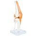 Axis Scientific Knee Model with Ligaments and Muscles, Human Knee Model Displays Movement, Includes Durable Base and Detailed Full Color Product Manual