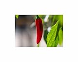 Seeds & Plants Shop by Ipsa