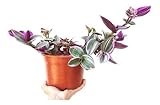 Tradescantia Nanouk Planta Natural de Crecimiento Rápido