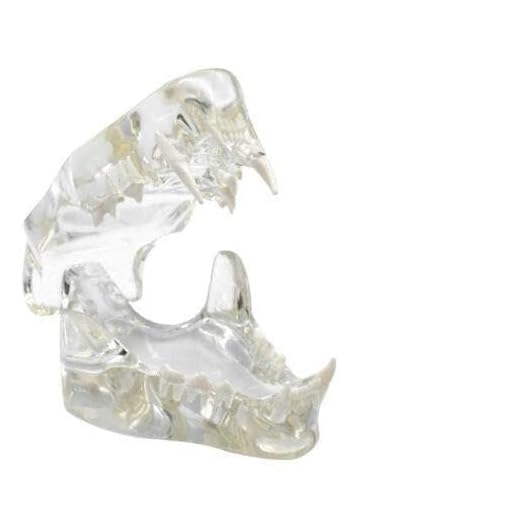 Realistic Cat Teeth Model