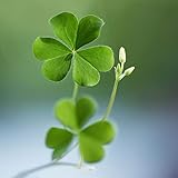Semillas de trébol suerte trébol de cuatro hojas plantas decorativas regalo de jardín de hierbas para amantes del jardín cama elevada balcón semilla 100piezas