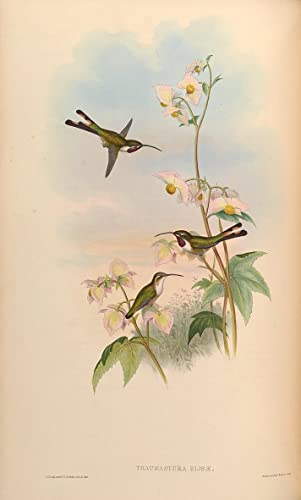 Impression Tableaux Graffiti de qualité supérieure avec l'oiseau de John Gould