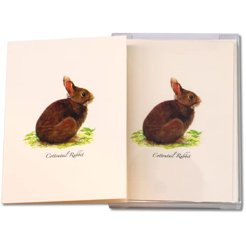 Image of Earth Sky + Water - Cottontail Rabbit Notecard Set - 8 Blank Cards with Envelopes