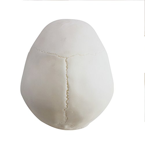 Life Size 1:1 Replica Realistic Human Skull Head Bone Model, Made With Resin #TOP7