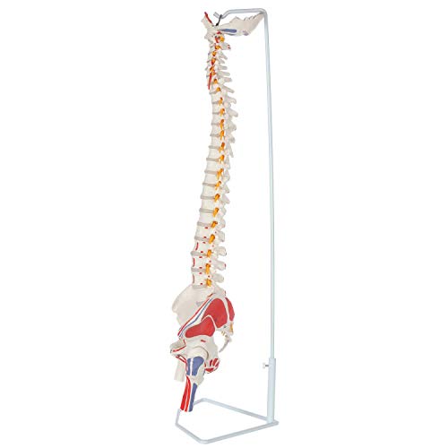 Image of Painted Flexible Spine Model, 36 inch Life Size Spinal Cord Anatomy Model Demonstrates Muscle Origins,Insertion Points,Vertebrae, Nerves, Arteries, Lumbar Column, Includes Stand