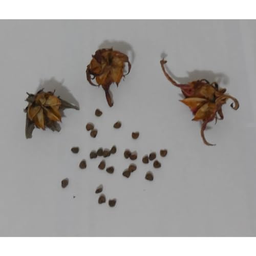 Sementes Hibisco Caruru Roselle Vinagreira Groselha Cuxá