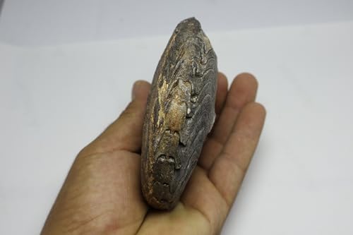Image of Ammonite Cretaceous Fossils Fossils from Morocco Fossil Rock ammonites Fossil from Morocco A299