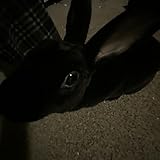 Black Bunny
