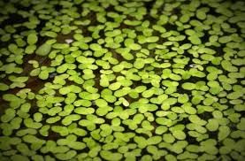 Duckweed plant, Live plants for duckweed (pack of 1000) (B0CPN246R4) Amazon Price History, Amazon Price Tracker