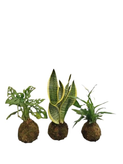 DECOALIVE Planta Natural en Kokedama – Sansevieria Laurentii – Ideal para Decoración Zen