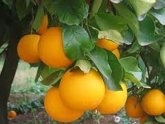 Arance di Ribera cassetta Arance di Sicilia