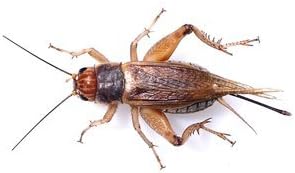 250 Silent Brown Crickets Reptile Live Food Small