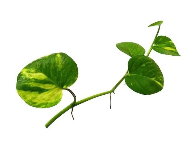 Pothos Money Plant Live for Coffee Table Decoration, Living Room, Indoor Garden (1 Healthy Live Plant)-image-17