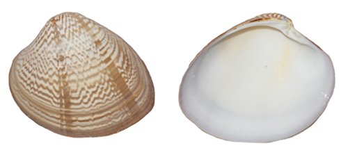 U.S. Shell, Inc. 05193 Clam Shell Us Shell, Striped Chocolate Clam
