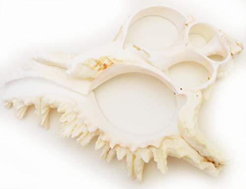 One Extra Large Center Cut Murex Ramosus Shell Slice (5-6") Seashells Beach Crafts Deco