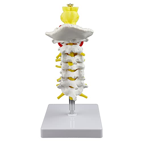 Image of Parco Scientific PB00052 Cervical Spine with Nerves & Arteries Life-Size, Articulated, 7 Cervical Vertebrae, Intervertebral Discs, Occipital Bone, Spinal Cord, Paired Spinal Nerves & Vertebra