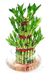 Flora solutions 3 layer lucky big complete bamboo plant with big round glass bowl (B0C9DY44QK) Amazon Price History, Amazon Price Tracker