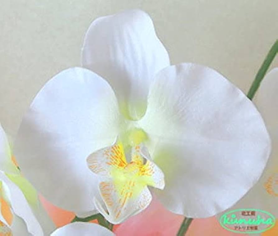 Amazon｜胡蝶蘭 白×黄 8本立て 高さ約80cm 造花 光触媒 フラワー