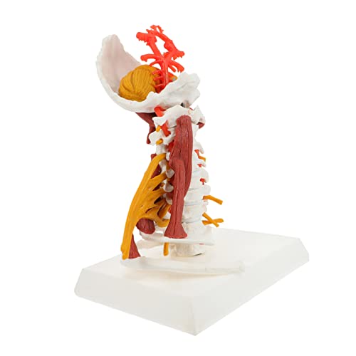 Modelo anatómico de vértebra cervical humana realista para enseñanza e investigación, fabricado en PVC miniatura 1
