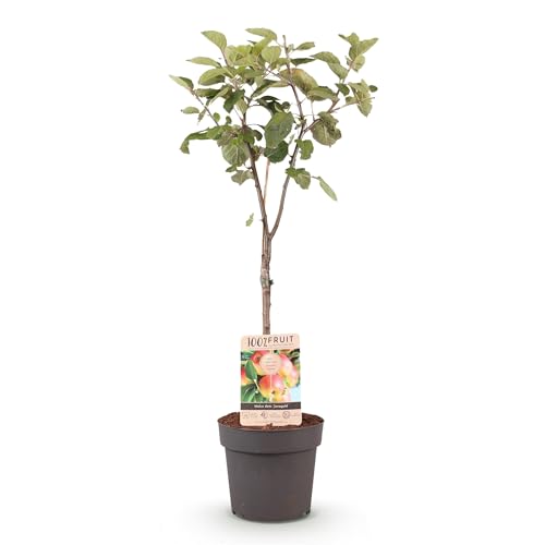 GreenboutiQ - Plante fruitière - Pommier - Malus domestica Jonagold - Pomme Jaune Verte - Pot 21cm Hauteur 90cm