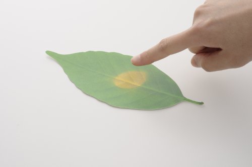 NIHON ICHIBAN Leaf Thermometer