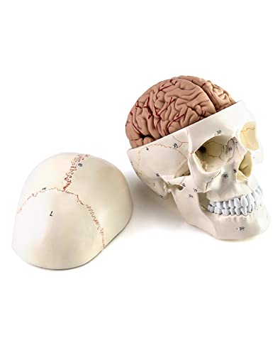 QWORK Human Skull and Brain Anatomy Model, 11 Parts, Life Size, Numbered, Anatomically Accurate, for Science Teaching Learning
