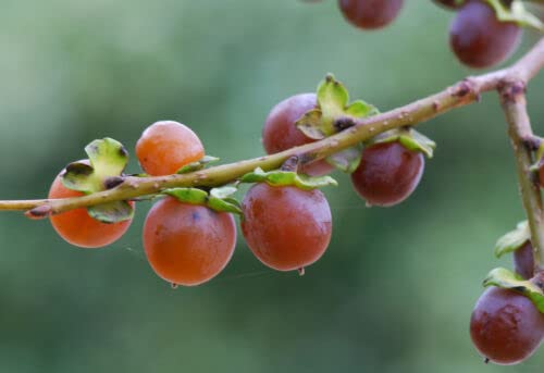 5 graines de PRUNIER DATTIER (Diospy ros Lotus) G762 DATE PLUM SEEDS SAMEN SEMILLAS:Seeds