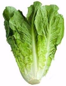 &#34;Parris Island&#34; Romaine Lettuce Seeds, 1000+ Heirloom Seeds Per Packet, (Isla&#39;s Garden Seeds), Non GMO Seeds, Botanical Name: Lactuca Sativa