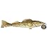 Steel Dog 54400 Walleye with Rope