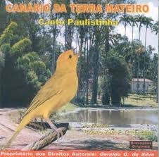 Canario da Terra Mateiro - Canto Paulistinha