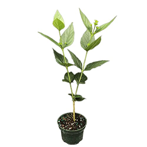 Image of GROWHEAVEN Indoor Outdoor Live Flowring Harsingar Parijat Plant With Medicinal Health And Bloomig Quailty With Plastic Pot Home & Garden Decore (HARSINGAR FLOWER PLANT)