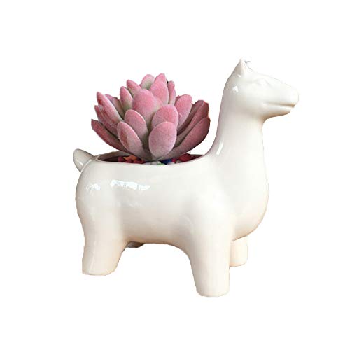 Youfui Cute Animal Succulent Planter Flower Pot Decor for Home Office Desk (Alpaca)