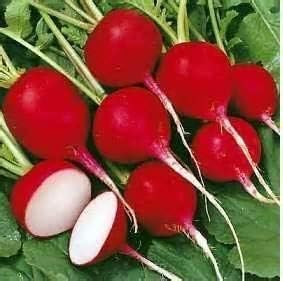 Rábano orgánico a granel, semillas Cherry Belle sin OMG (50 libras)