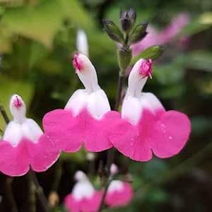 Salvia ‘Pink Lips’- Salvia that is Ready to Plant Out- Comes Back Every Year (Hardy) - Flowers from Summer to Autumn- Loved by Bees (Middleton Nurseries) (P9(9cm Pot))