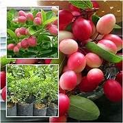 Image of Live Carissa Carandas Karonda Vinegar Plant with Pot a€ inch Fruit-Bearing Medicinal Shrub for Home Garden, Balcony, Outdoor Landscaping a€ inch Hardy, Edible Berry Plant - Pack of 1