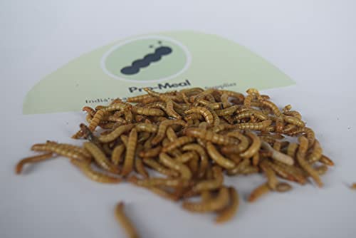 Live Larvae Mealworms High Protein Treat for Aquarium Fishes, Birds, Reptiles, Monkeys & Exotic Pets (250 Mealworms)