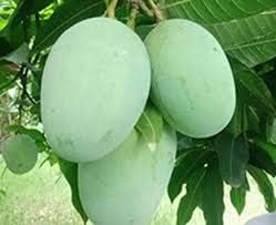 GREEN COLLECTION Langra Aam Mango Grafted Fruit Plant Easily Grow At Terrace And Balcony At Home Early Fruiting Plant | 36-40 Inches Height |Outdoor (Balcony/Terrace/Lawn) By The Roop Nursery (B0CL6F95S4) Amazon Price History, Amazon Price Tracker