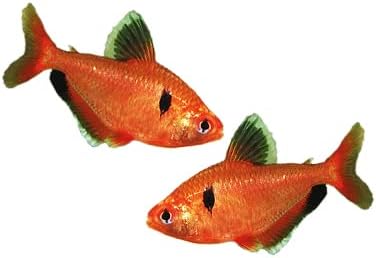 Miniatura 2 de 3 Red Serpae Tetras Gran Pescado Comunitario para Acuarios Más Pequeños