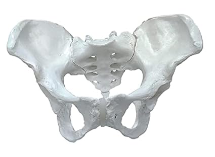 TeachingNest | Female Pelvis Bone Model PVC | Anatomical Model