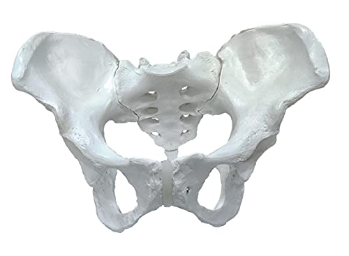 TeachingNest | Female Pelvis Bone Model PVC | Anatomical Model (B097S3ZVPM) Amazon Price History, Amazon Price Tracker