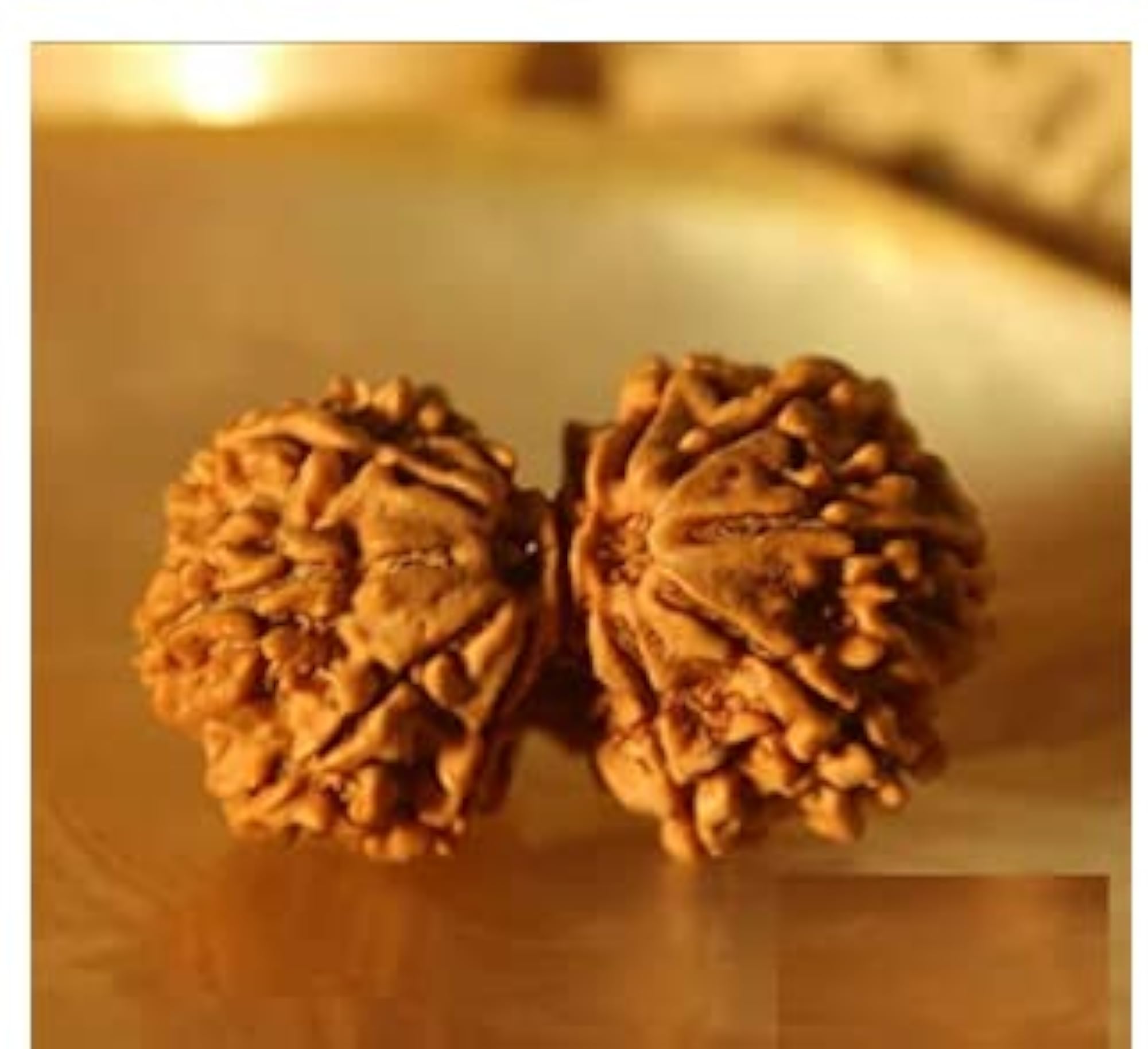 Gauri Shankar Rudraksha from Nepal for Astrology Purpose