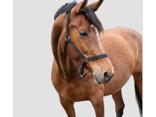 Licol noir HKM Classic pour cheval pur-sang