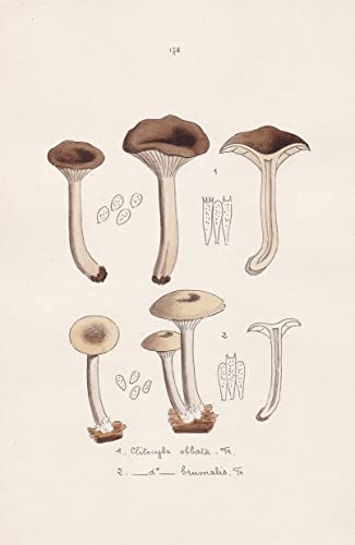 Clitocybe obbata Fr. - Clitocybe brunalis Fr. - Plate 178 - mushrooms Pilze fungi funghi champignon Mykologie mycology mycologie - Iconographia Mycologica