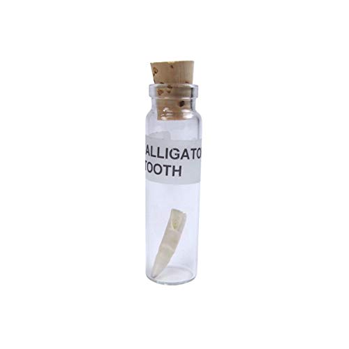Genuine Alligator Tooth In a Bottle Real Gator Keepsake Glass Jar Cork Vial Desk Decor