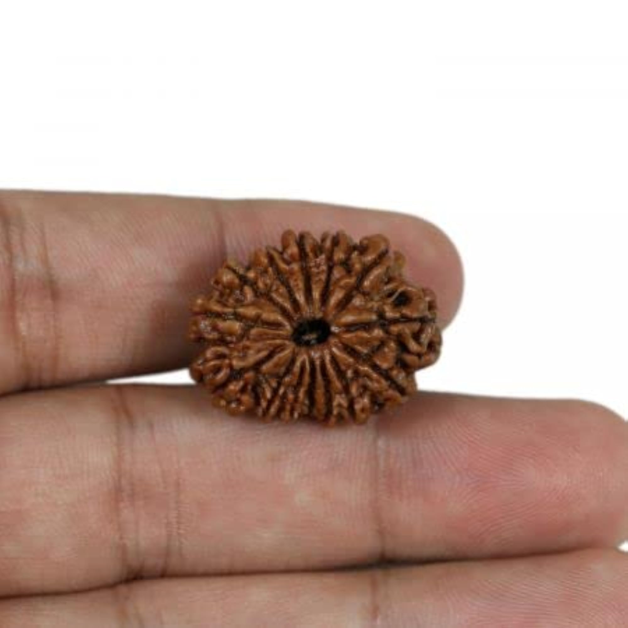 21.10mm Brown Nepali Beads Chaudah Mukhi with Dori