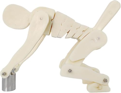 Modelo anatómico para enseñar la postura correcta al levantar peso, demostración de fuerza sobre la columna vertebral y protección lumbar durante el entrenamiento físico miniatura 3