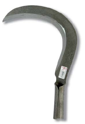 Flores Cortés - Tajamata gallego