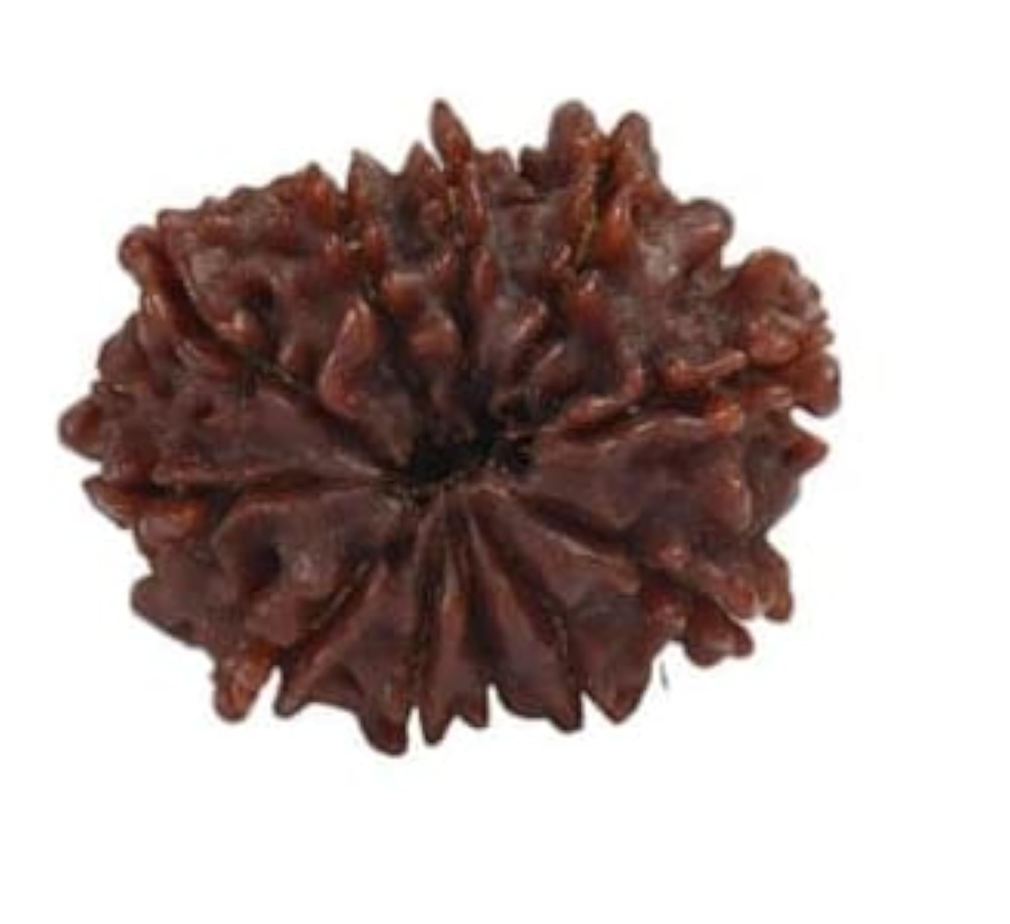 TRINETRA GEMS STONE 10 Mukhi Rudraksha, Lab Certified
